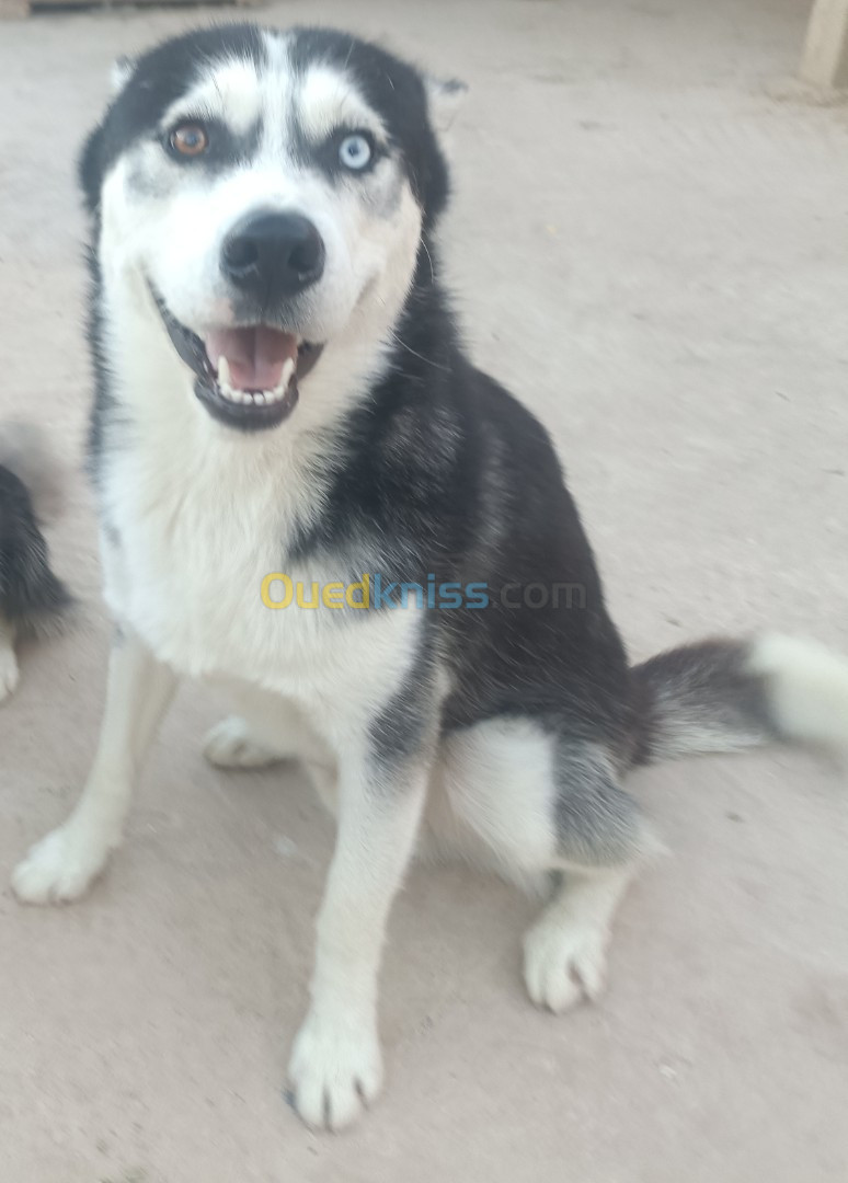 Couple chiens husky sibérien 