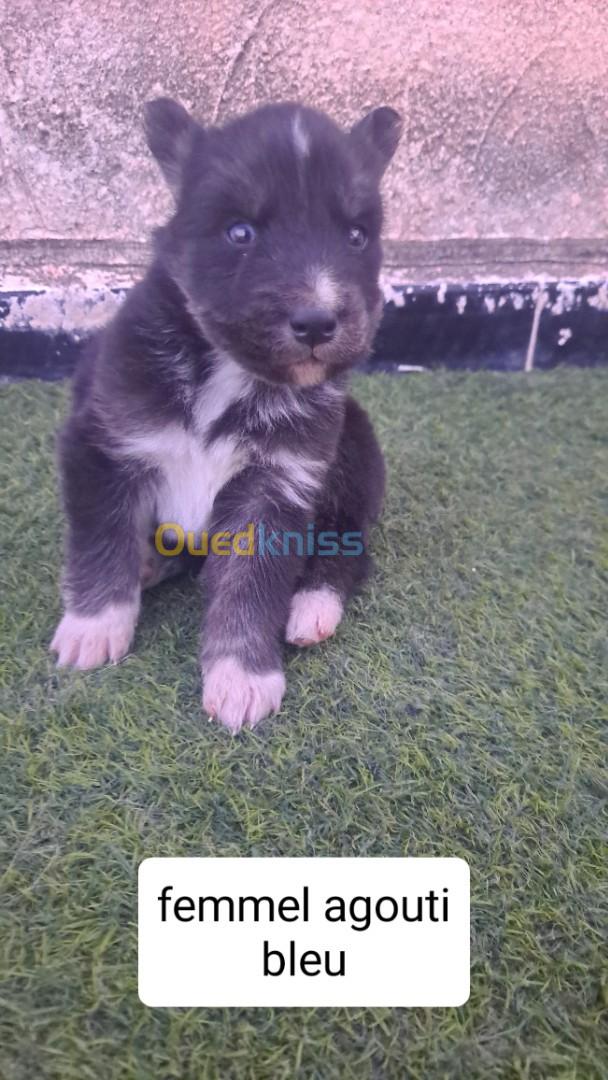 جروا هسكي chiot husky 