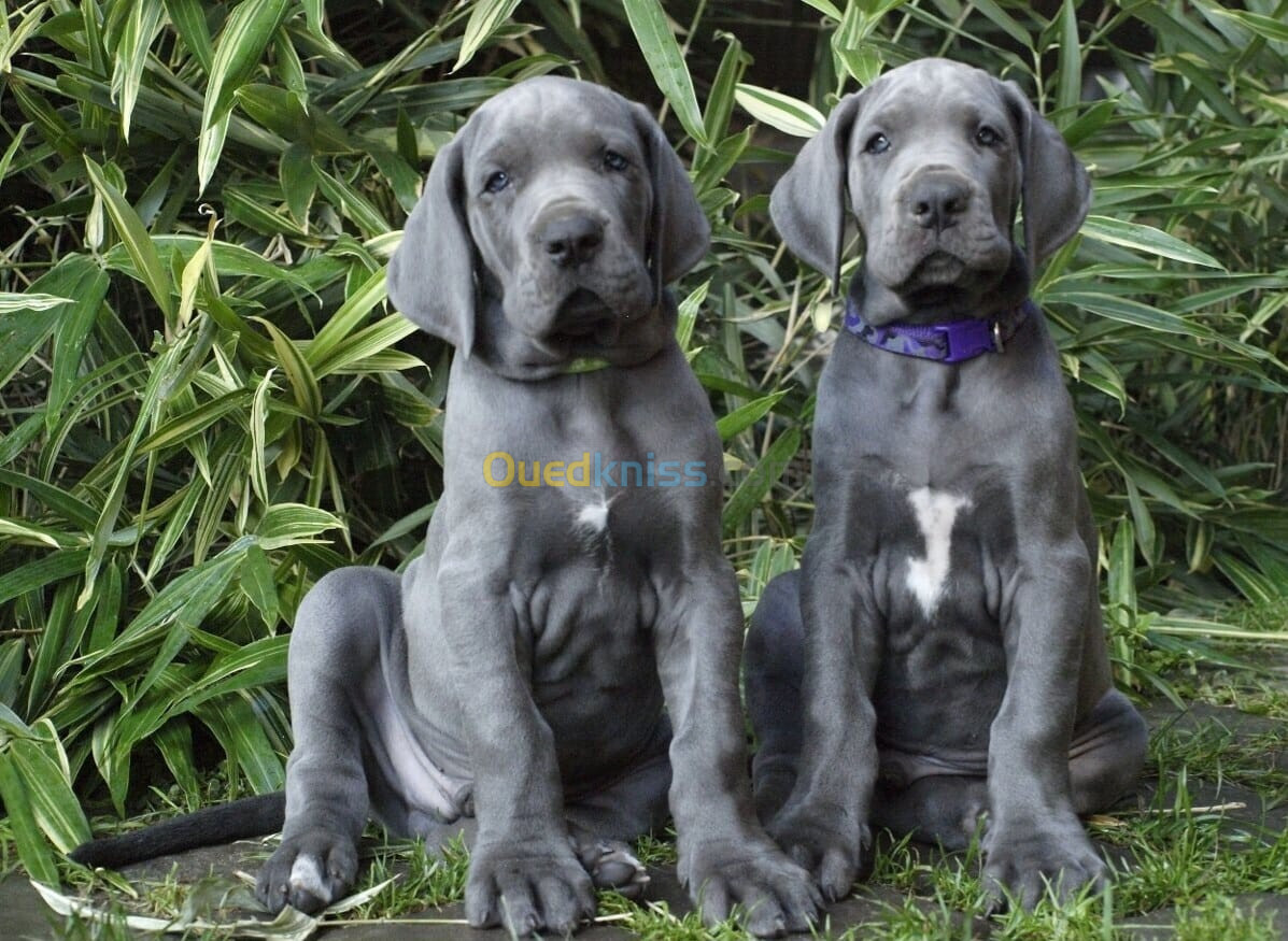 Dogue allemand Bleu ( élevage européen)