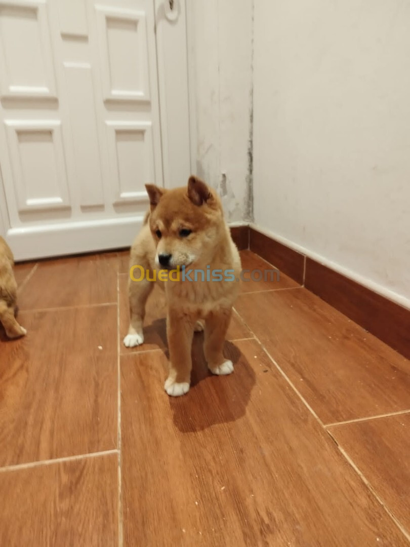 Shiba inu (élevage européen)