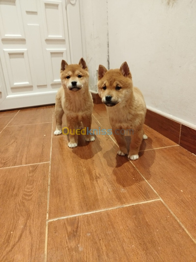 Shiba inu (élevage européen)