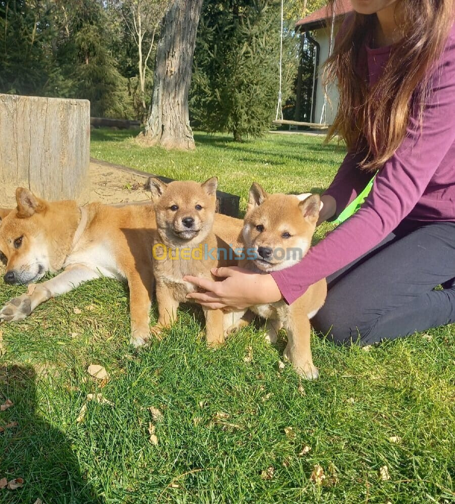 Shiba inu (élevage européen)