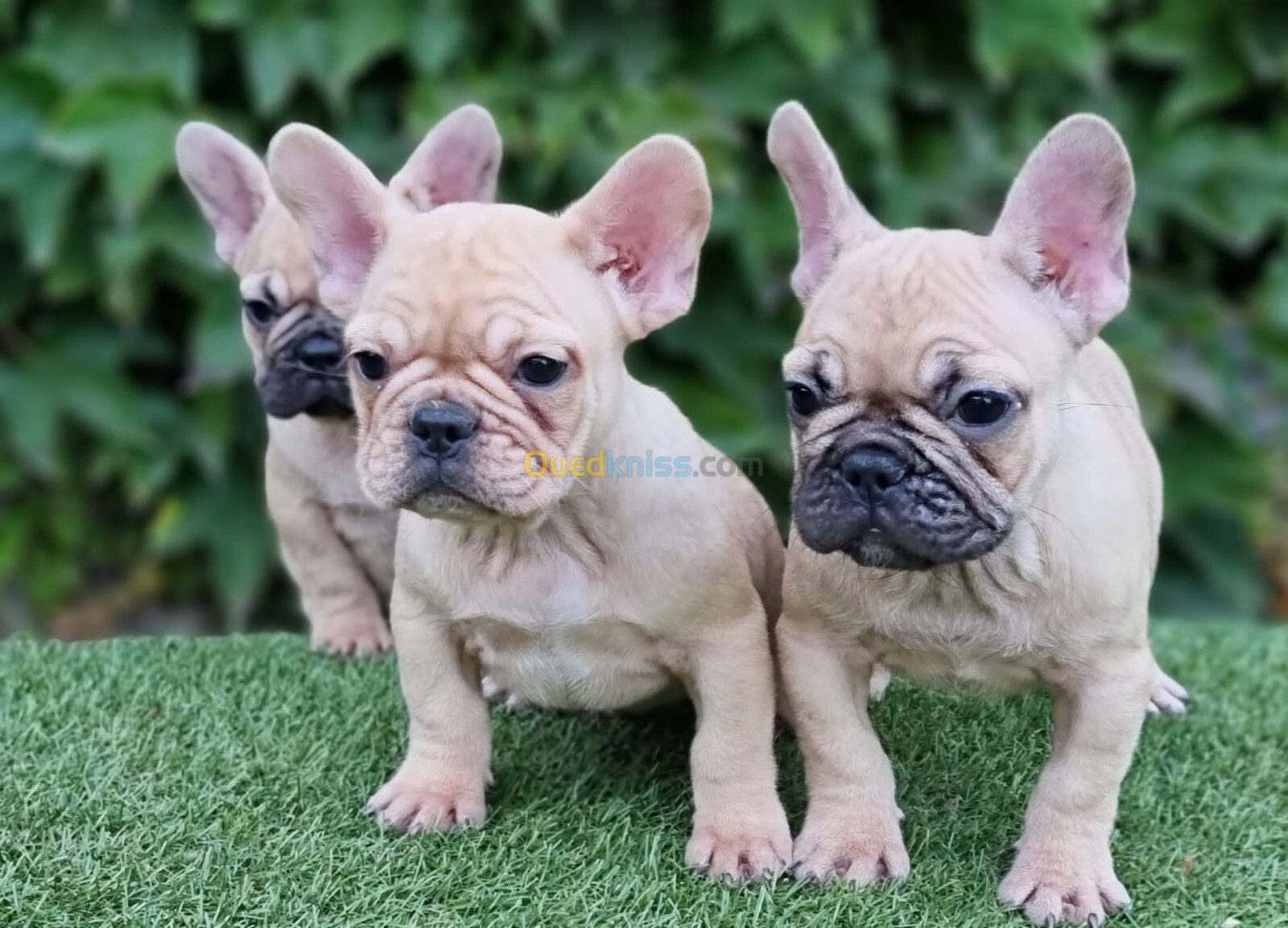 Bouledogue Français (élevage européen)