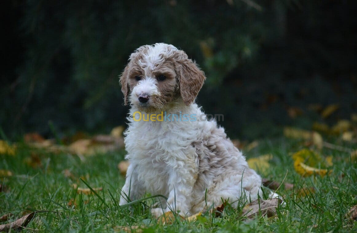 Goldendoodle(élevage européen)