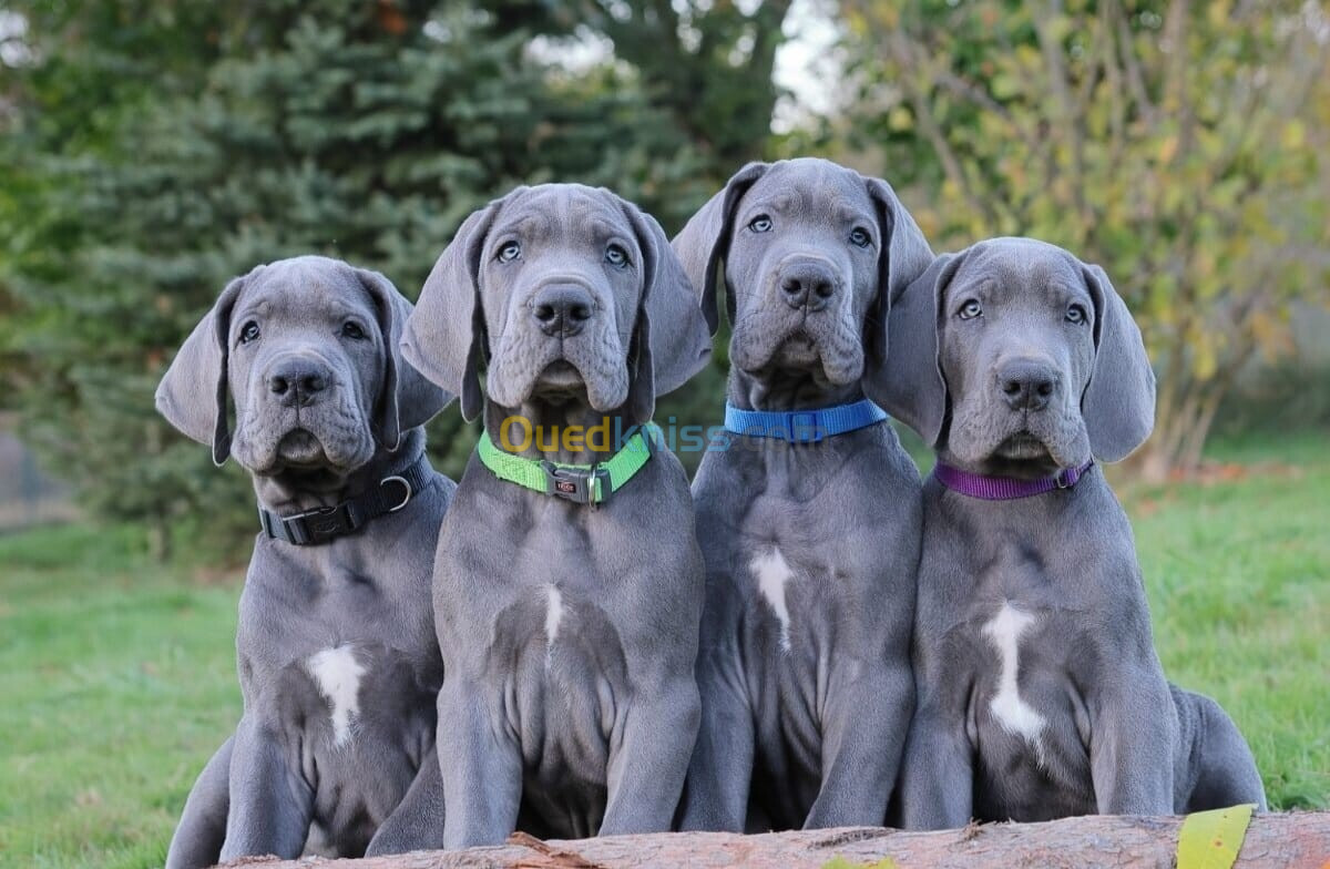 Dogue allemand Bleu ( élevage européen)