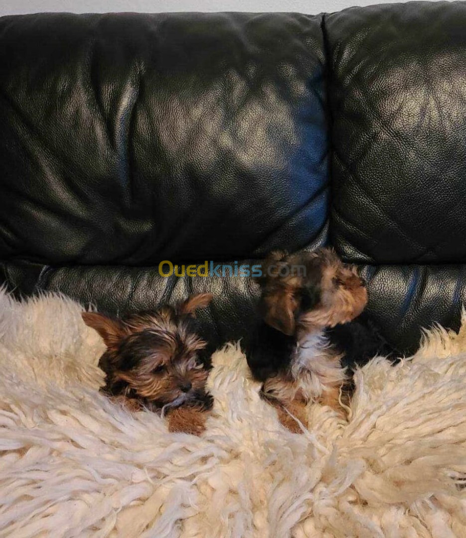 Yorkshire Terrier 