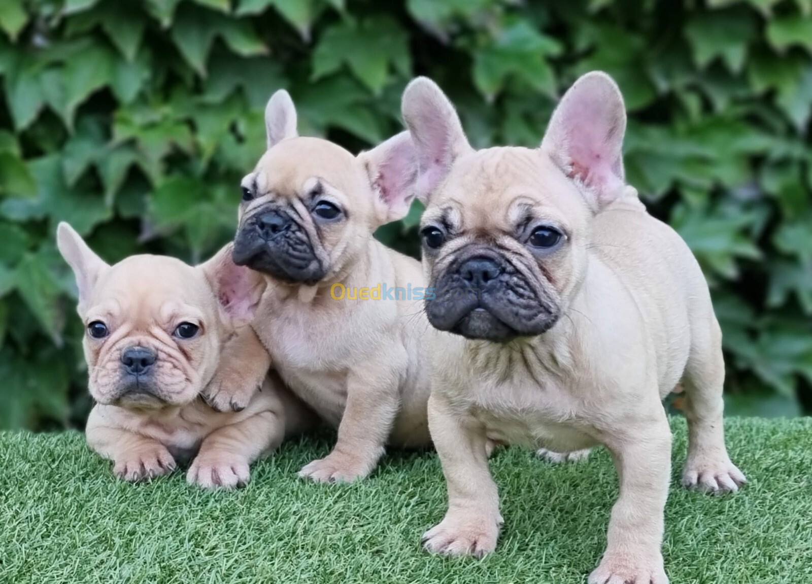 Bouledogue Français (élevage européen)