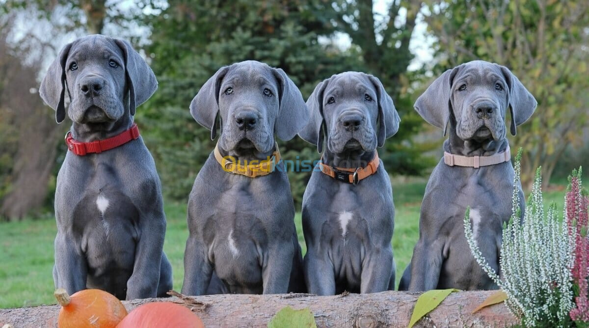 Dogue allemand Bleu ( élevage européen)