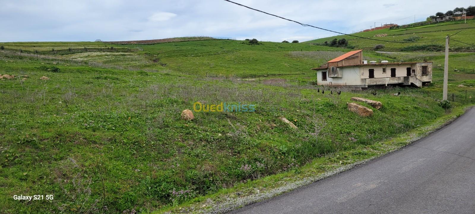 Vente Terrain Boumerdès Beni amrane