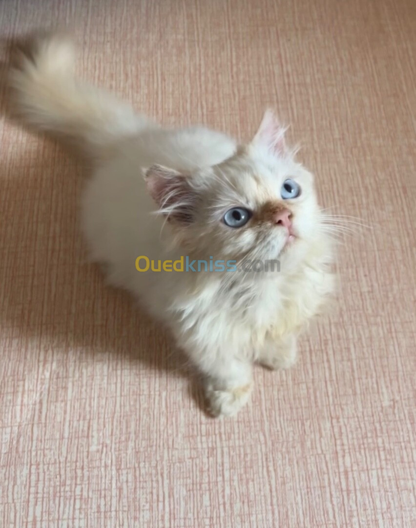 Chaton male race persin 3 mois alger Bab Ezzouar 