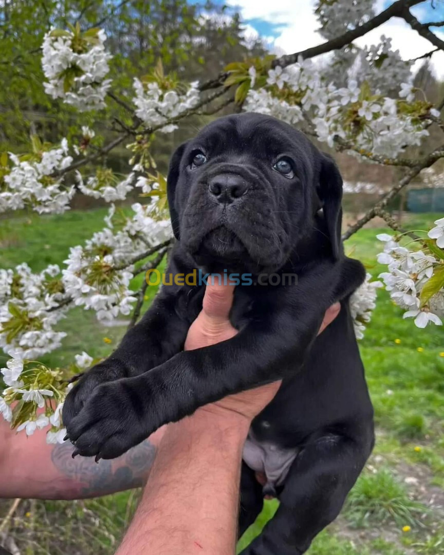 Cane corso