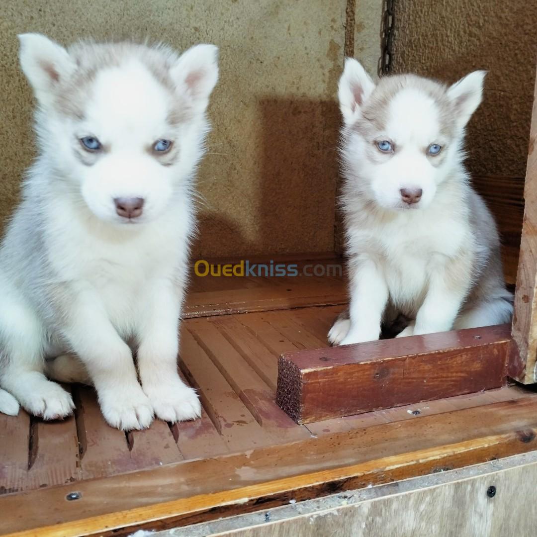 Chiot Husky 