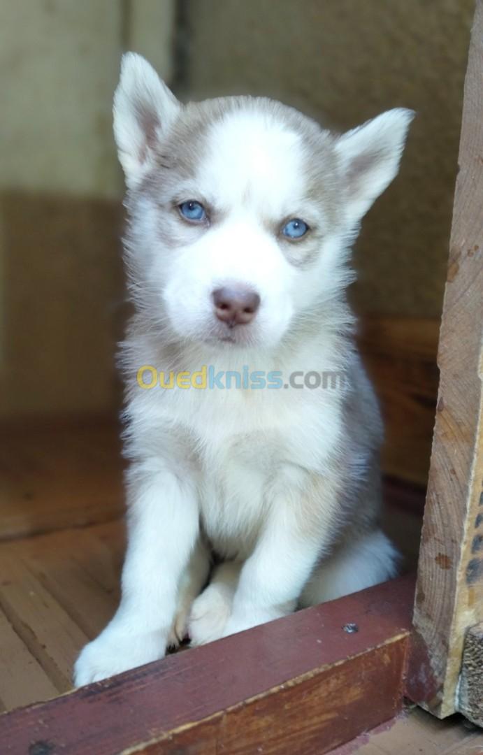 Chiot Husky 