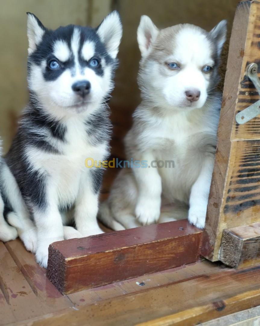 Chiot Husky 