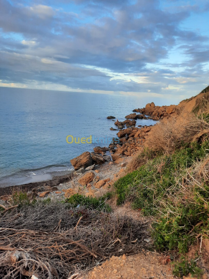 Vente Terrain Tipaza Tipaza