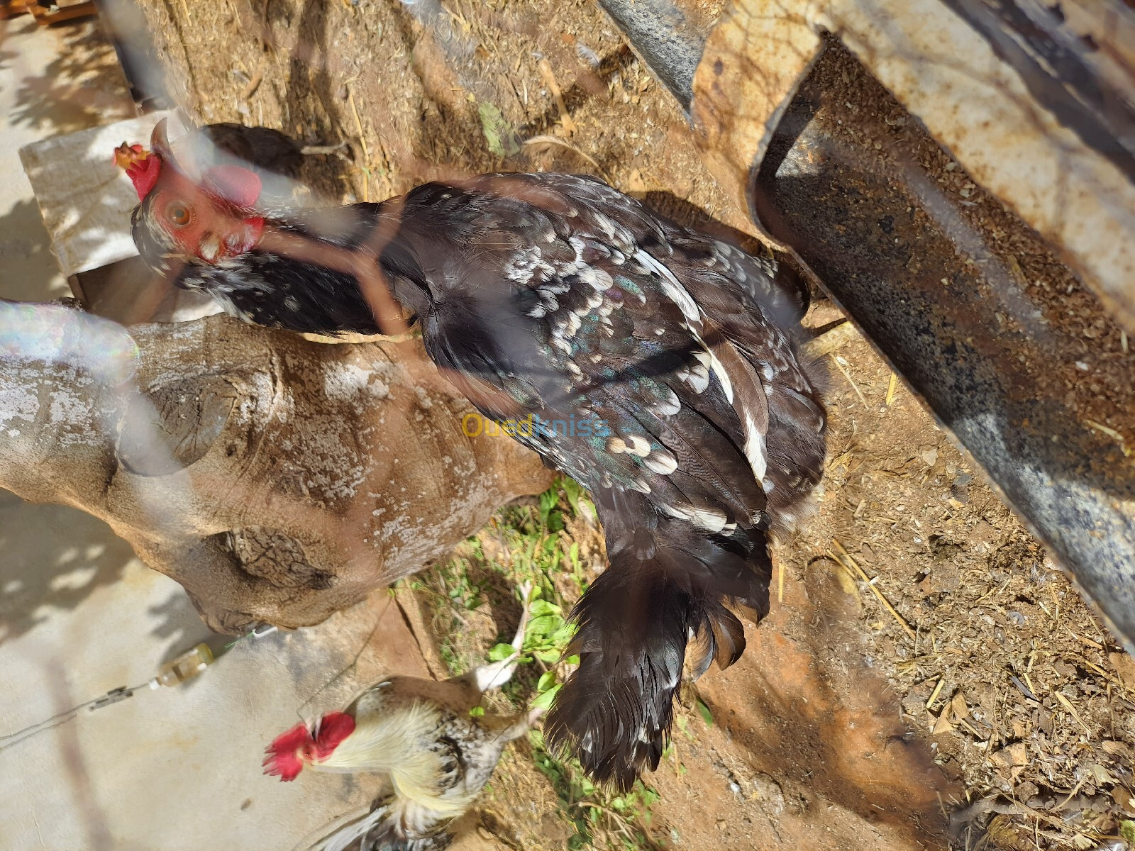 Poules pondeuses de ferme