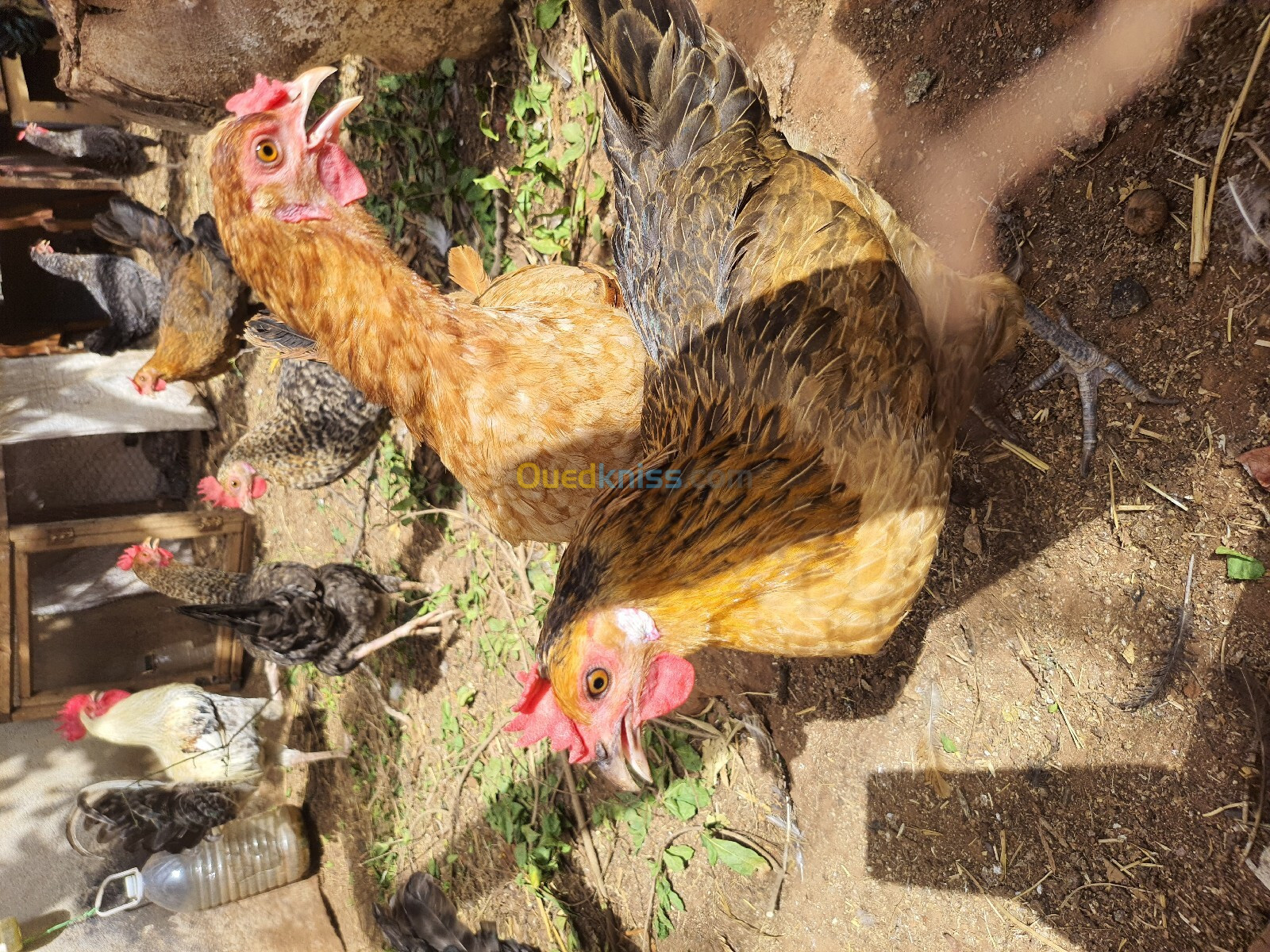 Poules pondeuses de ferme