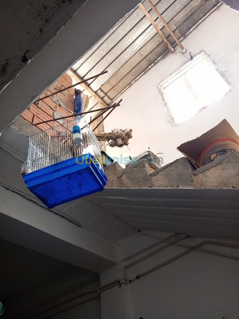 Vente Appartement Tiaret Mellakou nadorah