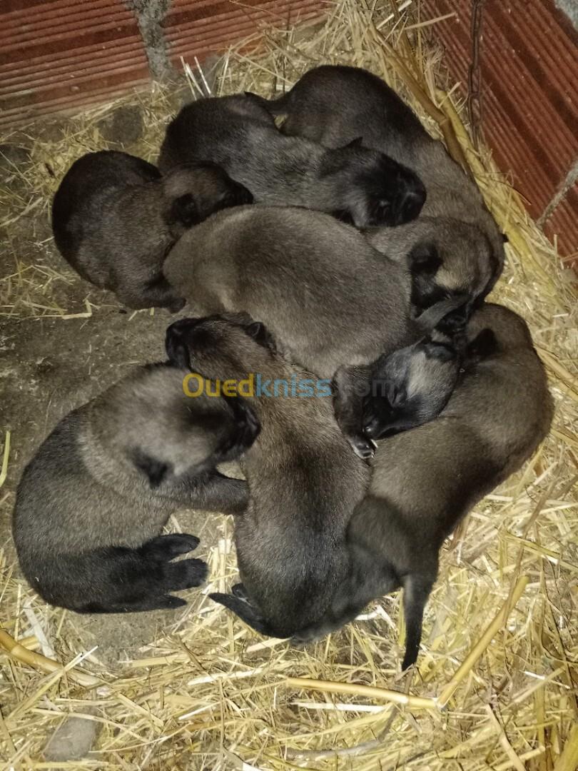 Chiots malinois pure race pour la réservation à vendre 