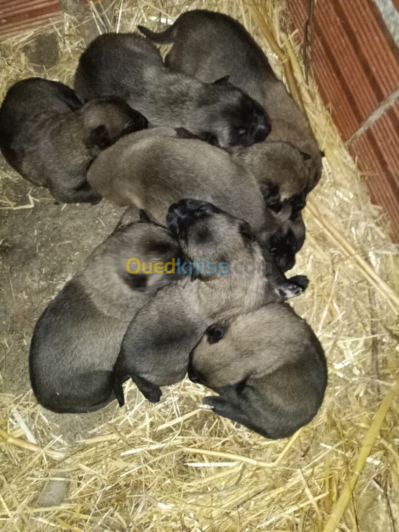 Chiots malinois pure race pour la réservation à vendre 