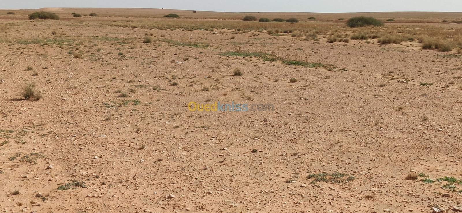 Vente Terrain Agricole Djelfa Ain oussara