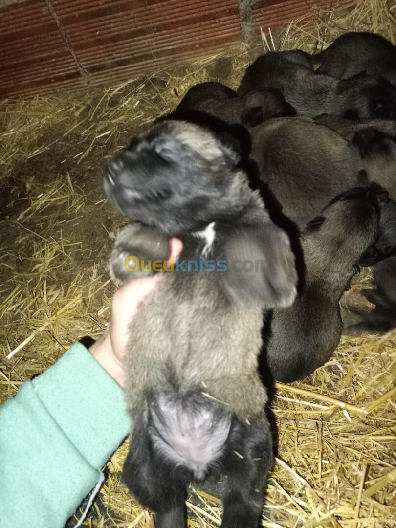 Chiots malinois pure race pour la réservation à vendre 