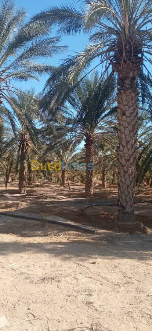 Vente Terrain Biskra Oumache