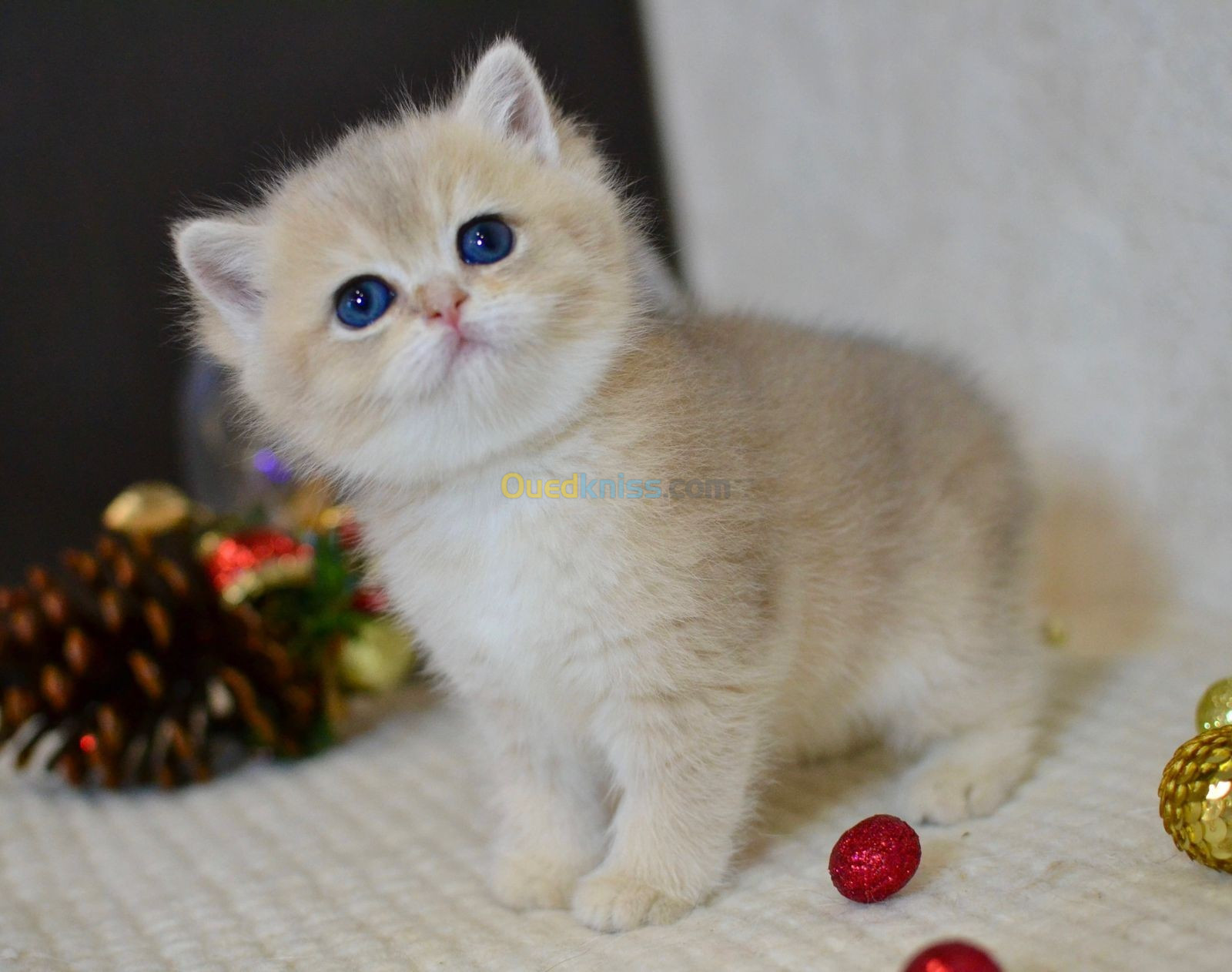 Scottish fold et british 