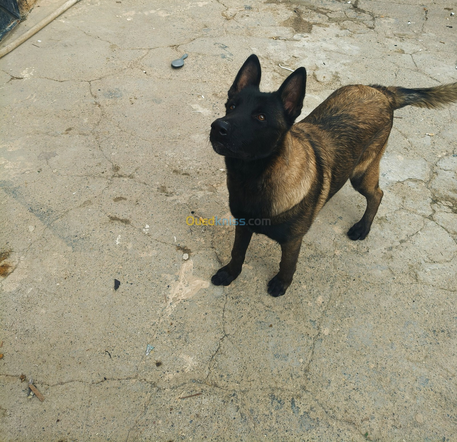 Berger Malinois charbonnier 