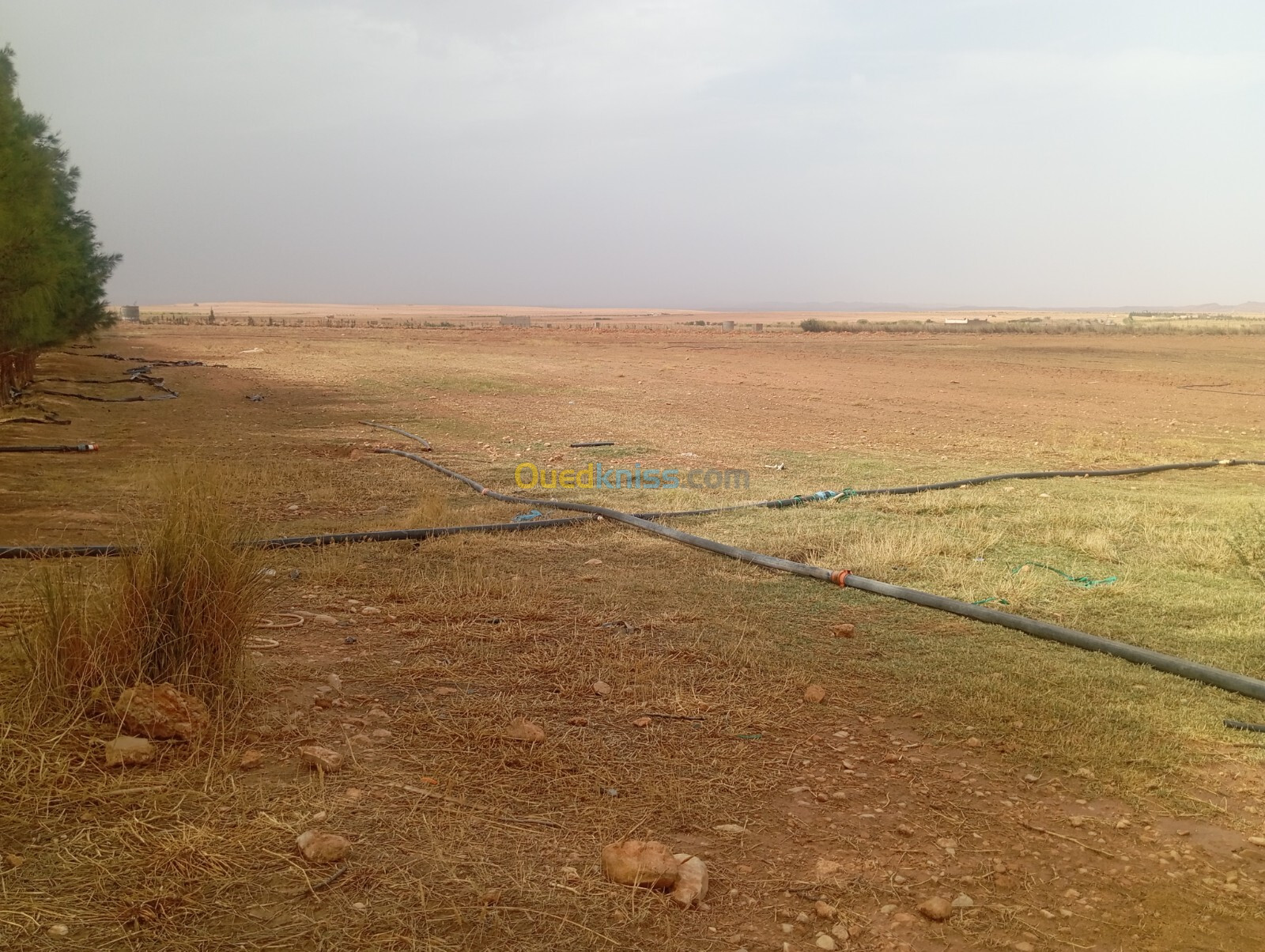 Vente Terrain Agricole Djelfa Ain el ibel