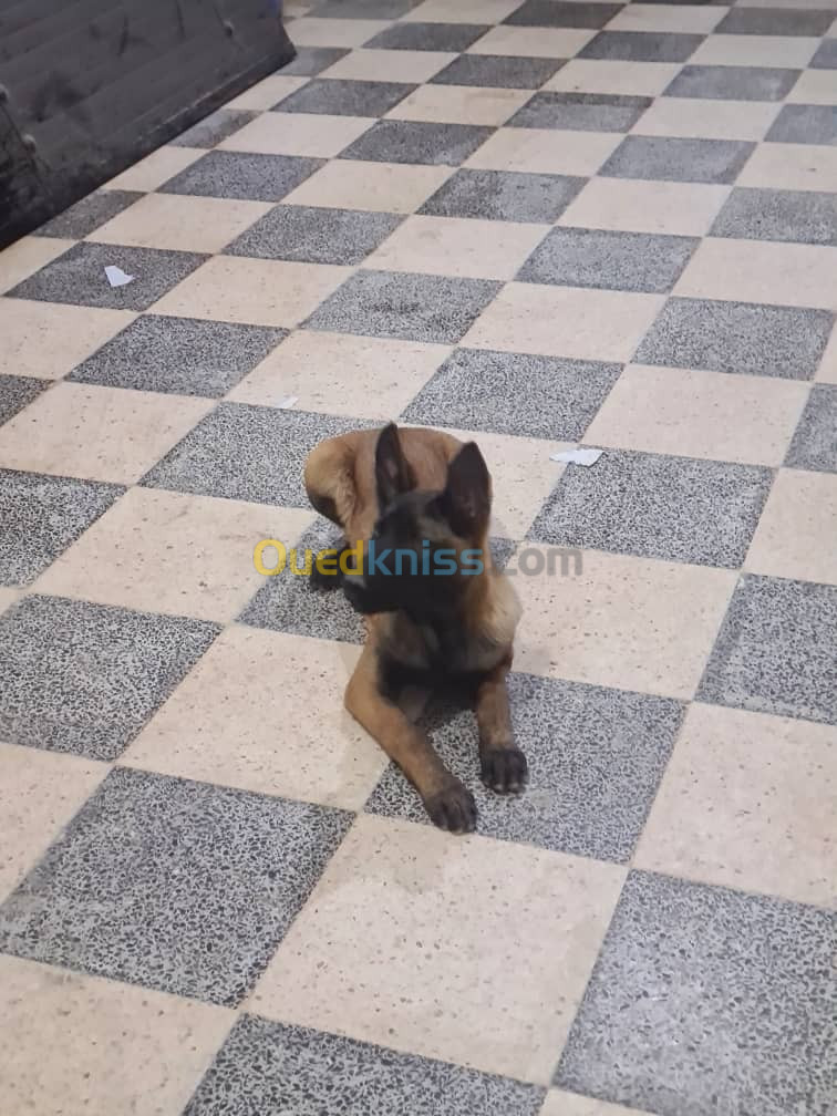 Femelle malinois 8 mois