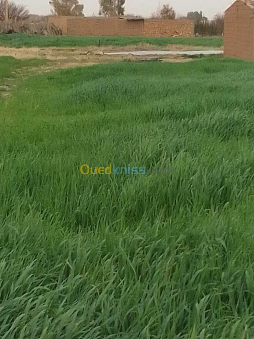 Vente Terrain Agricole Laghouat Laghouat