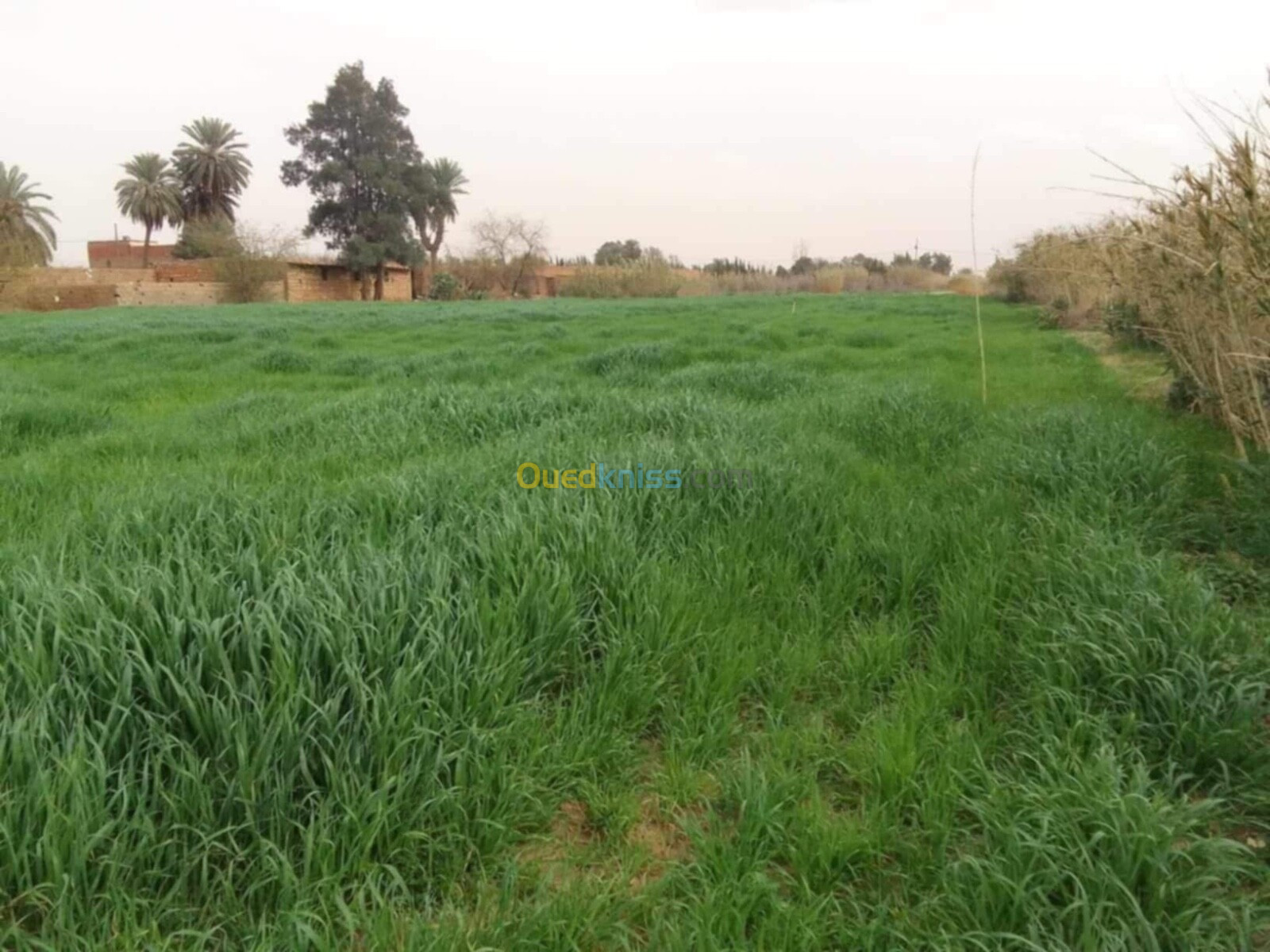 Vente Terrain Agricole Laghouat Laghouat