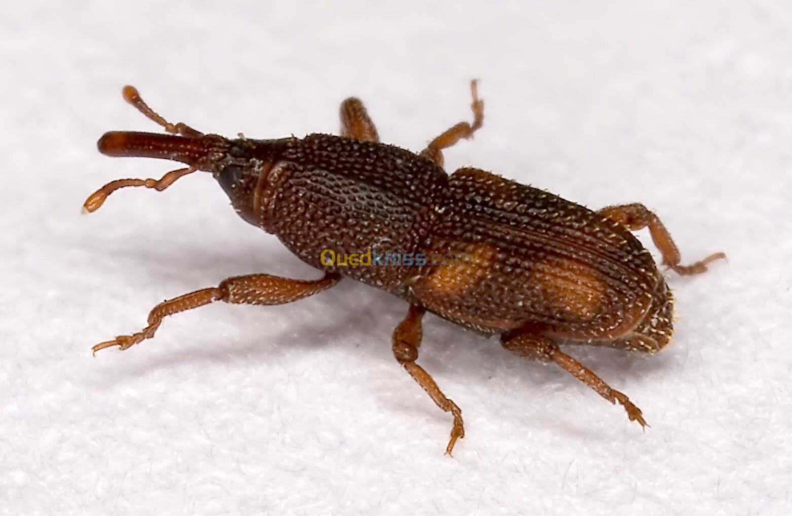 Fumigation des céréales stockées avec actellic 