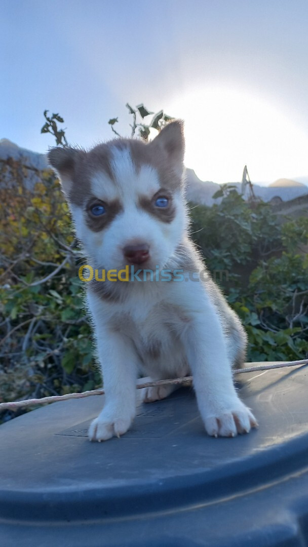 Chiot husky