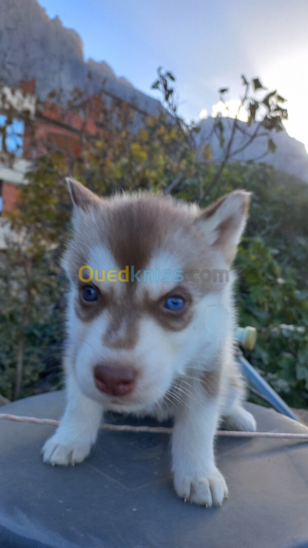 Chiot husky