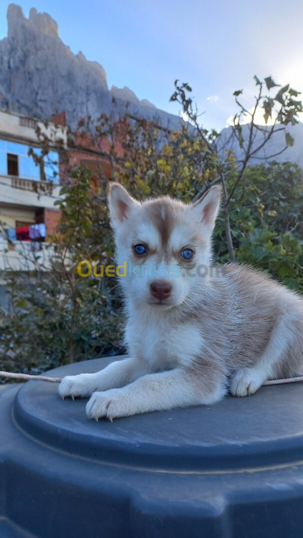 Chiot husky