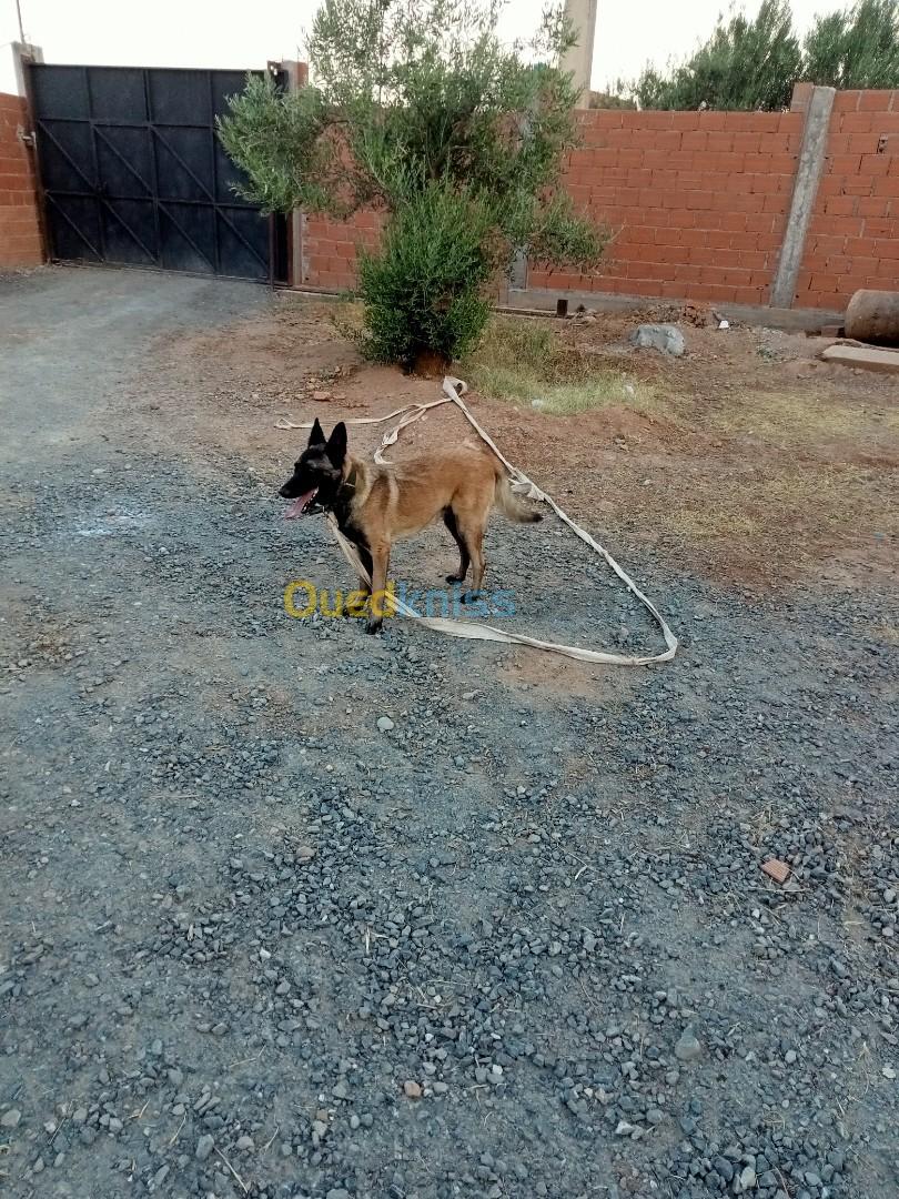 Malinois femelle 