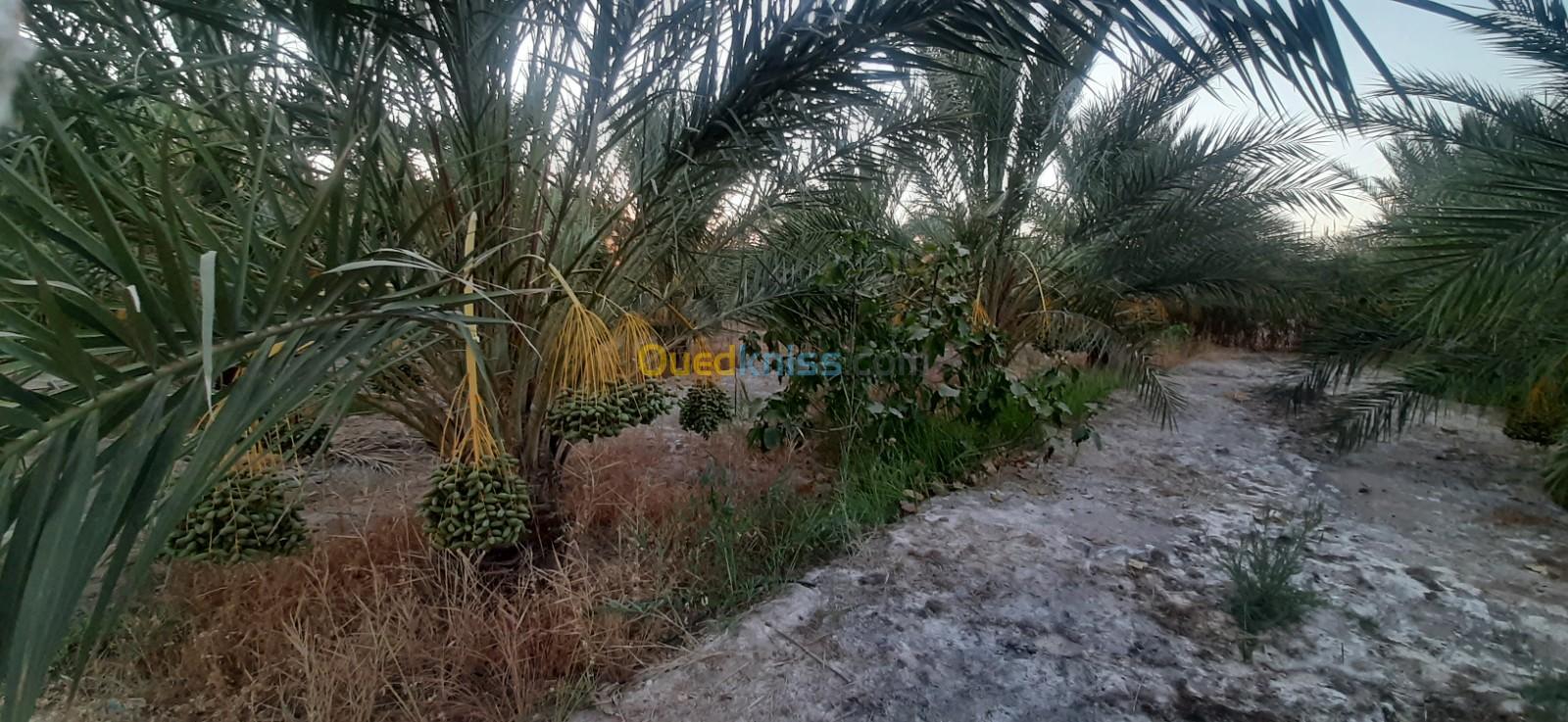 Vente Terrain Agricole Biskra Lioua