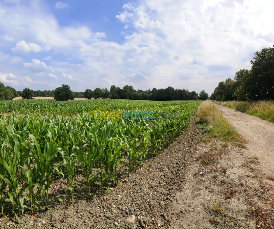 Vente Terrain Agricole Saïda Maamora