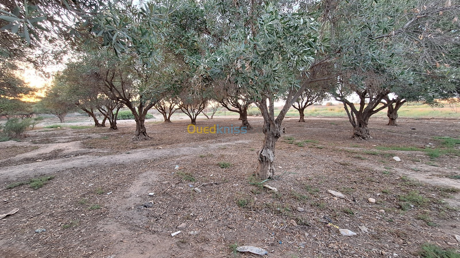 Vente Terrain Agricole Oran Tafraoui