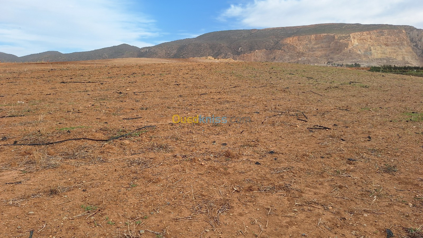 Vente Terrain Agricole Oran El ançor