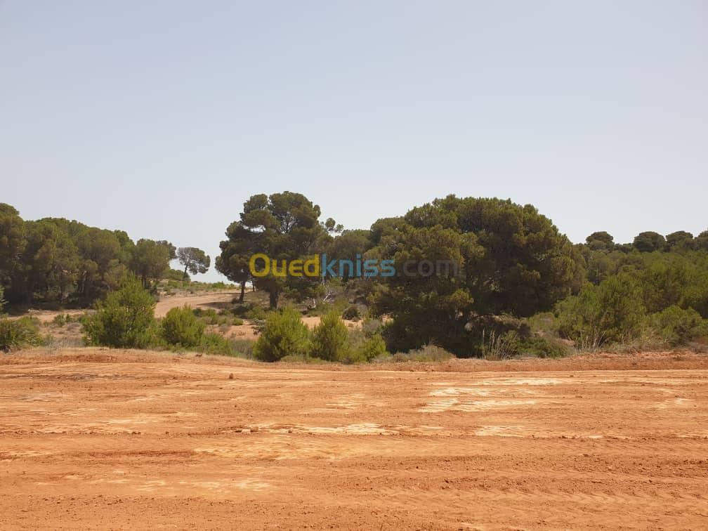 Vente Terrain Aïn Témouchent Oulhaca el gheraba