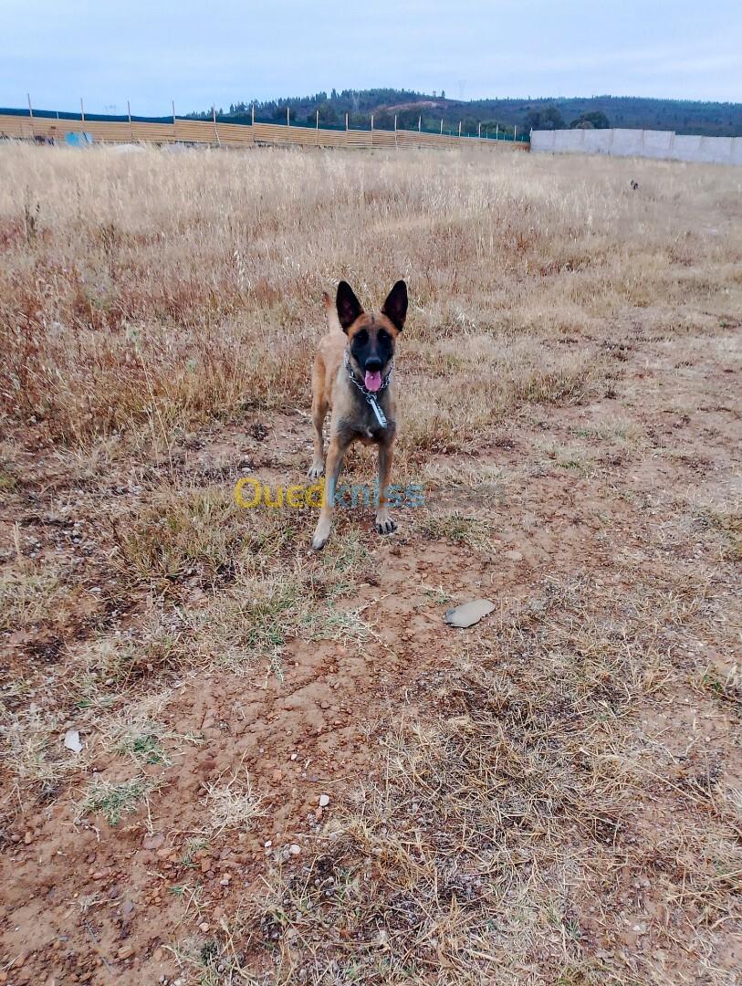 Malinois 