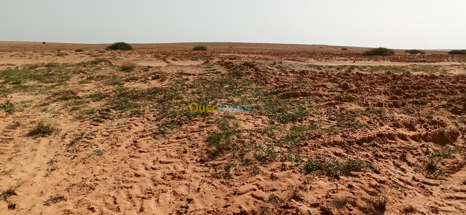 Vente Terrain Agricole Djelfa Ain oussara