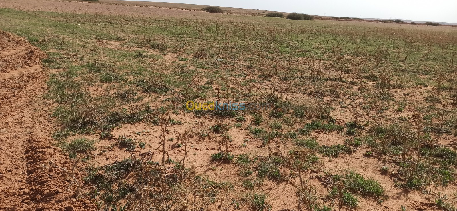 Vente Terrain Agricole Djelfa Ain oussara