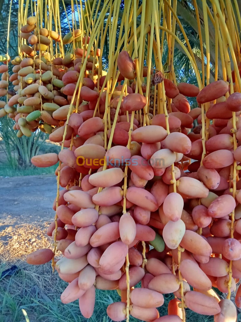 Vente Terrain Agricole Biskra El ghrous