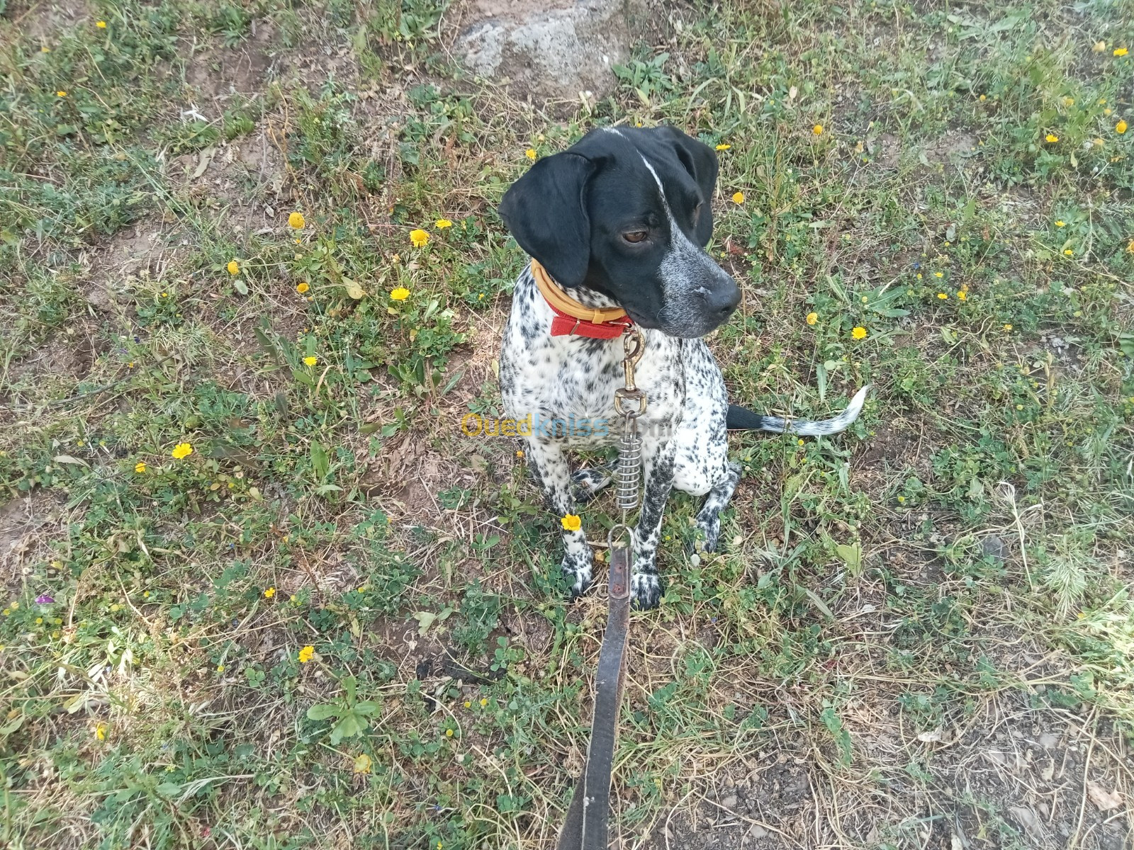 Chien de chasse 