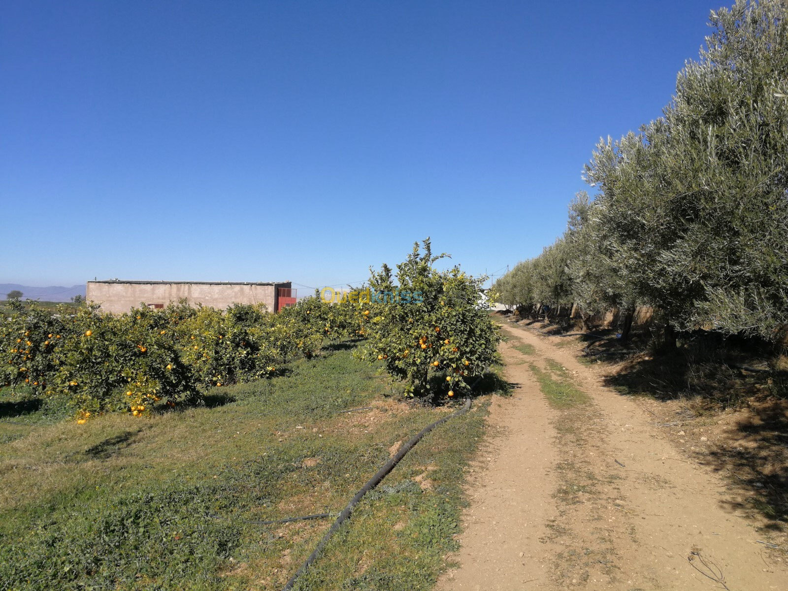 Vente Terrain Agricole Tlemcen Hennaya