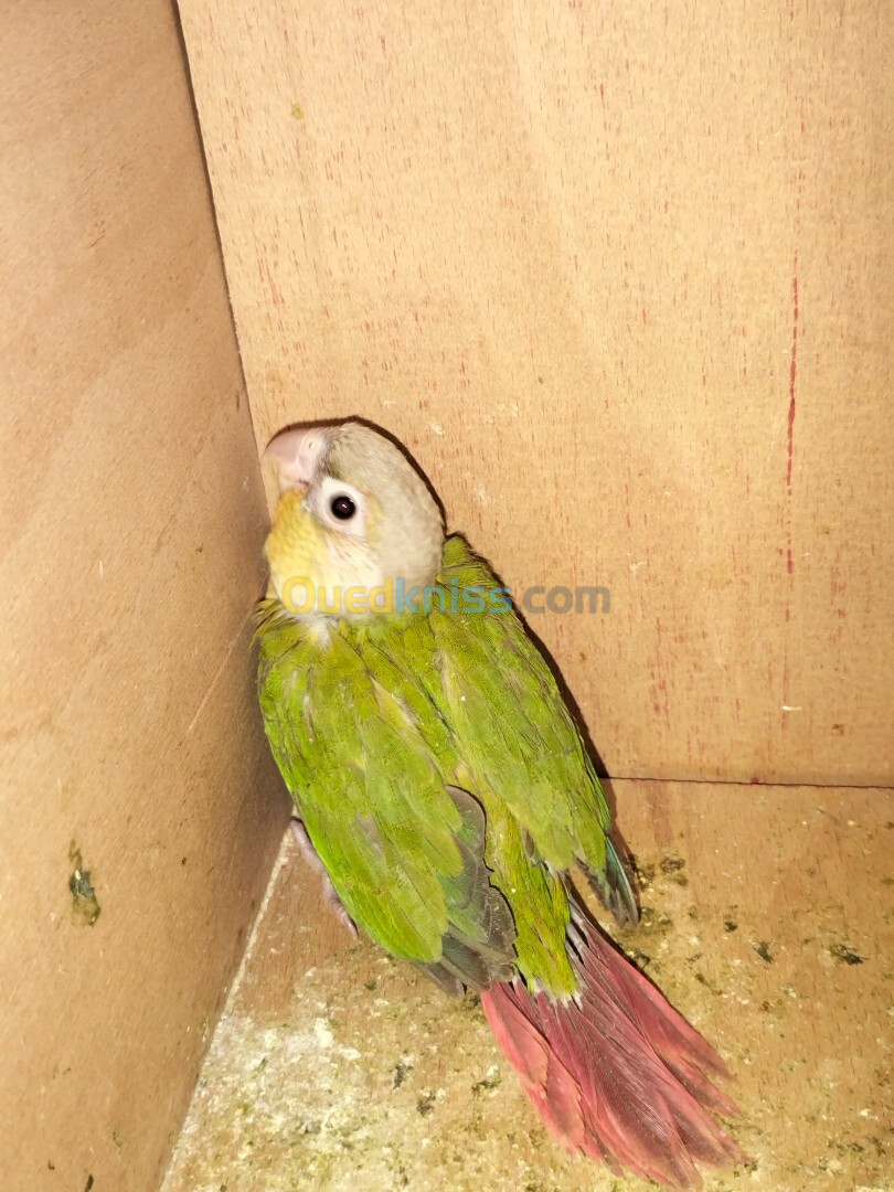 Conure ananas 